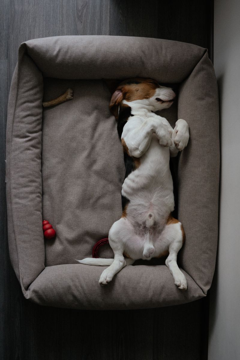 Premium Orthopedic Dog Bed