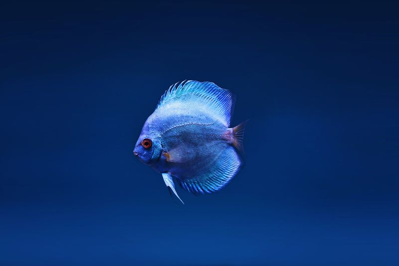 10-Gallon Freshwater Aquarium Starter Kit