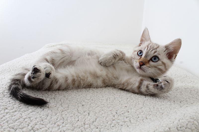 Extra-Tall Sisal Cat Scratching Post