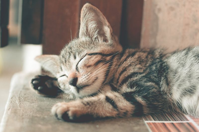 Self-Warming Cat Cave Bed