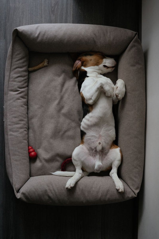 Premium Orthopedic Dog Bed