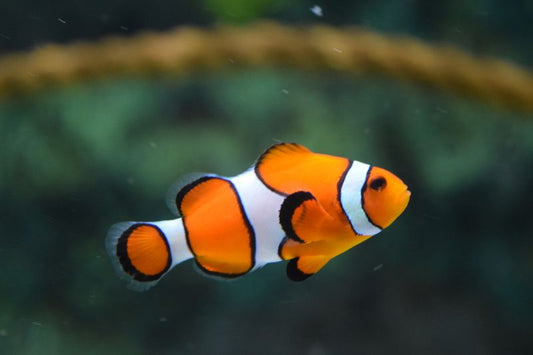 Automatic Fish Tank Feeder