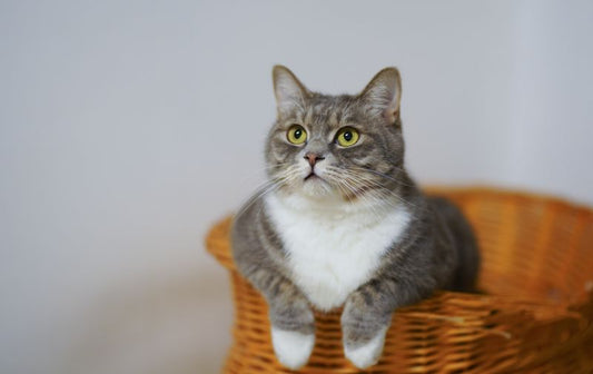 Multi-Level Cat Tree