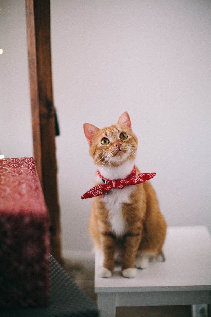 Cat Water Fountain with Triple Filter