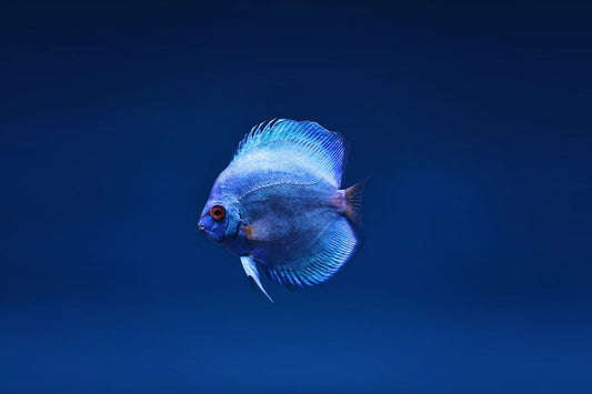 10-Gallon Freshwater Aquarium Starter Kit