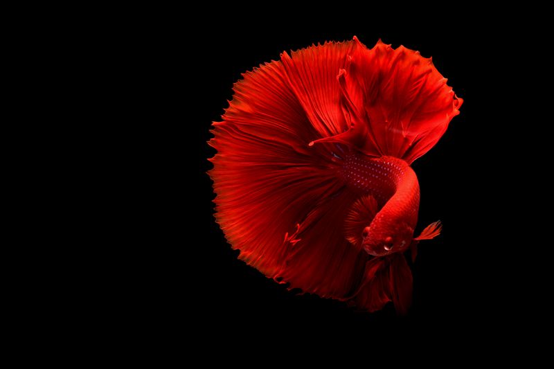 RGB LED Aquarium Light with Timer
