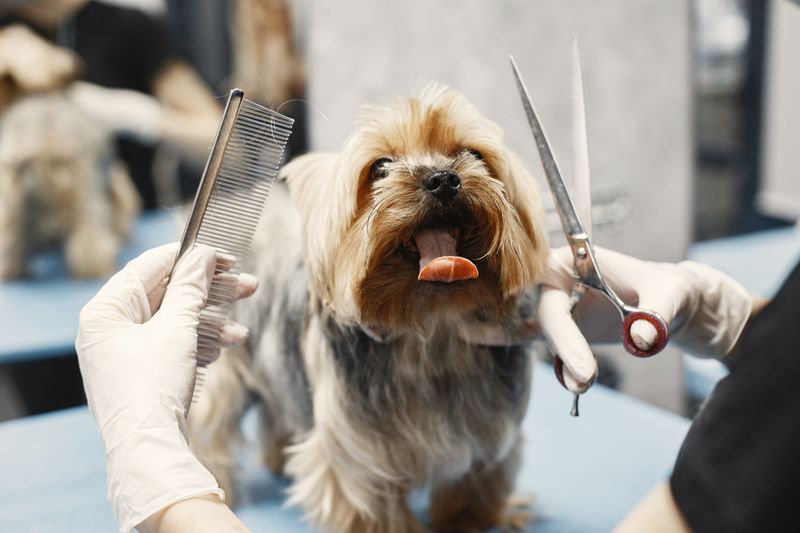 Dog Grooming Wipes