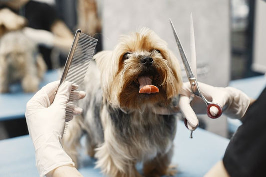 Dog Grooming Wipes